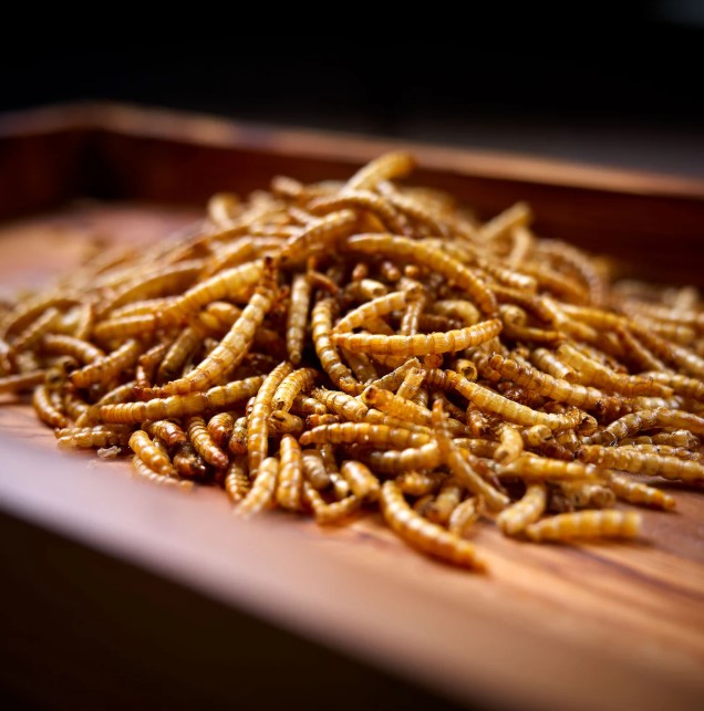 Peckish Mealworm 500g