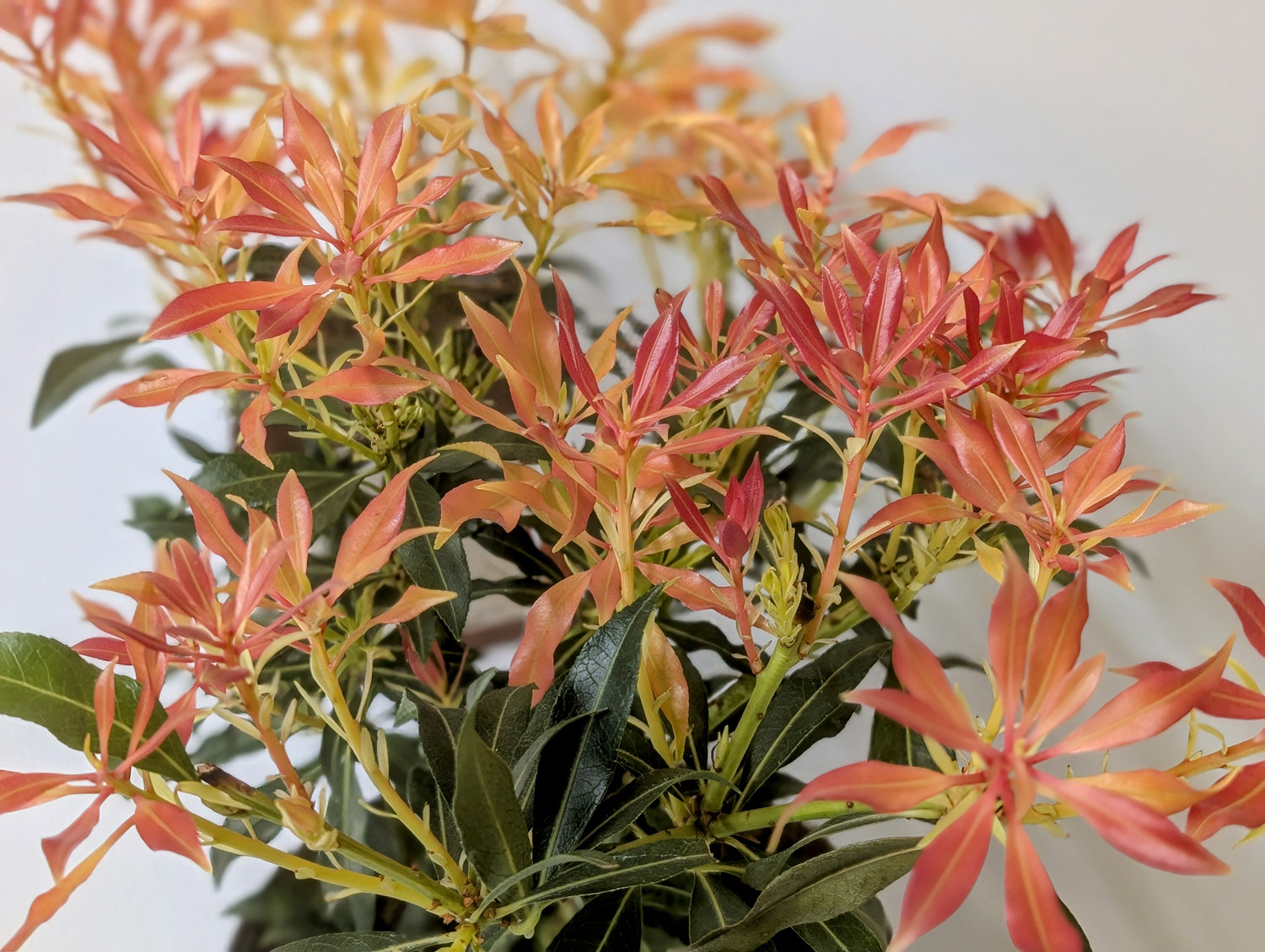 Pieris Forest Flame 2 litre