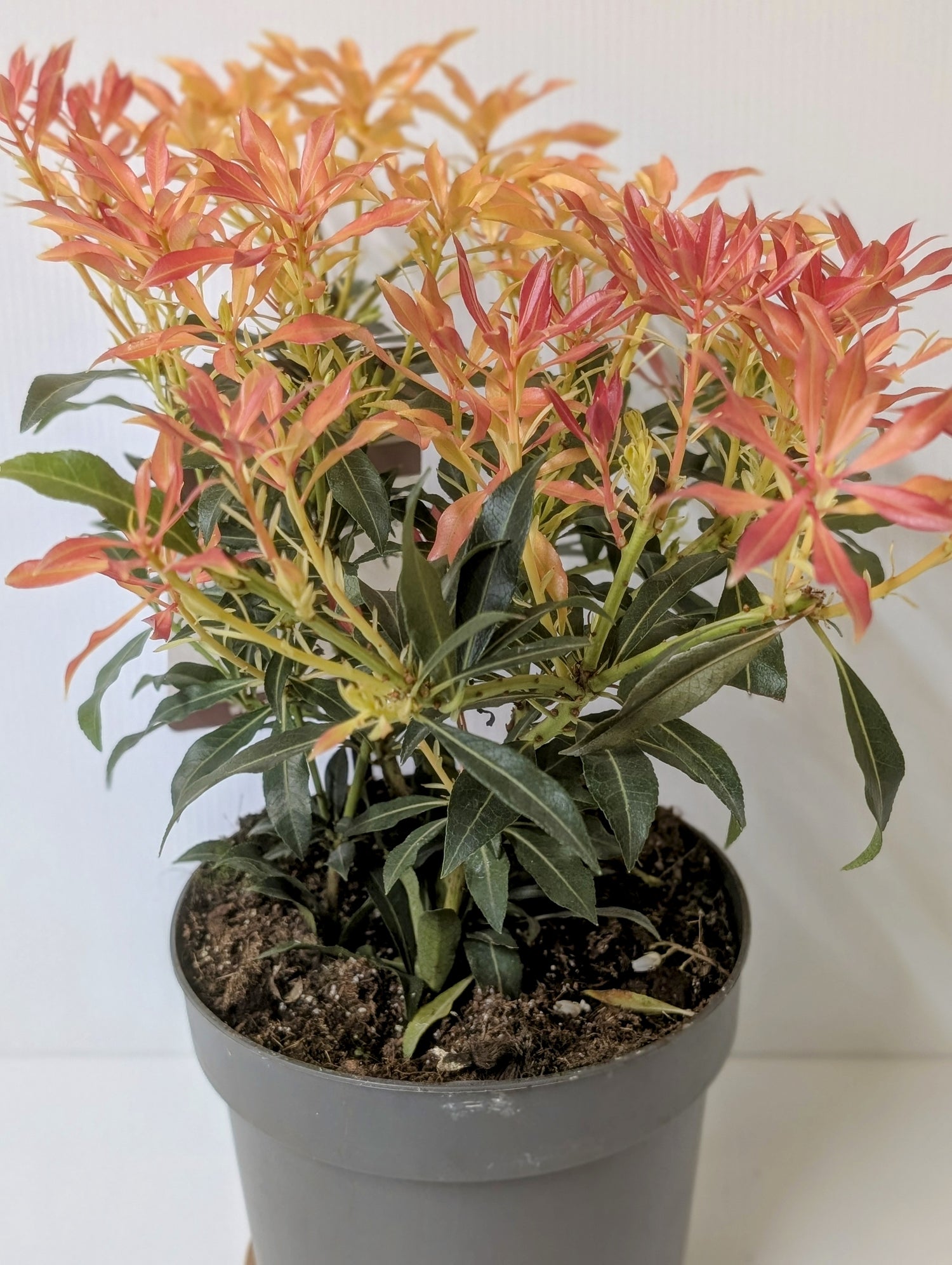 Pieris Forest Flame 2 litre
