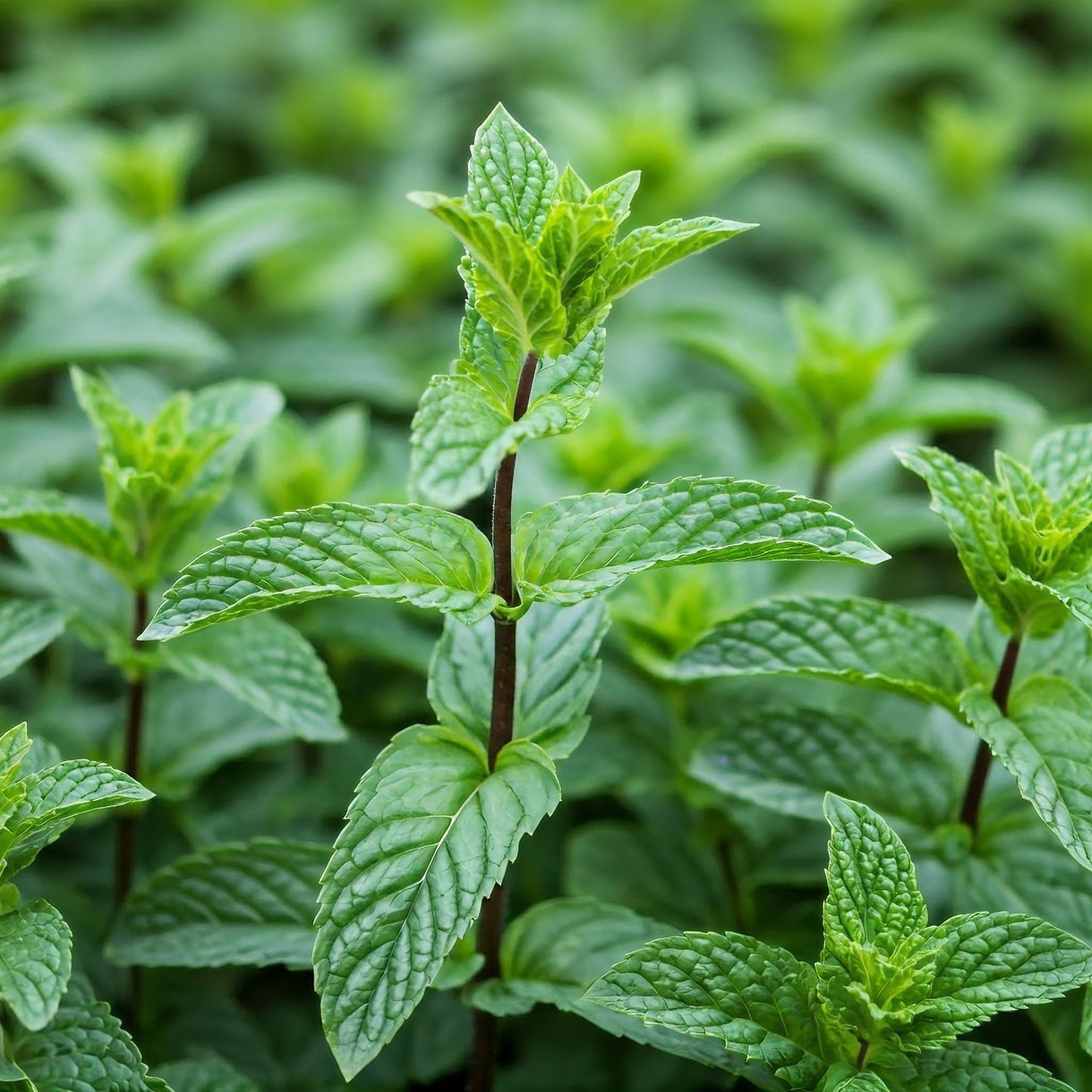 Garden Mint 1ltr Pot