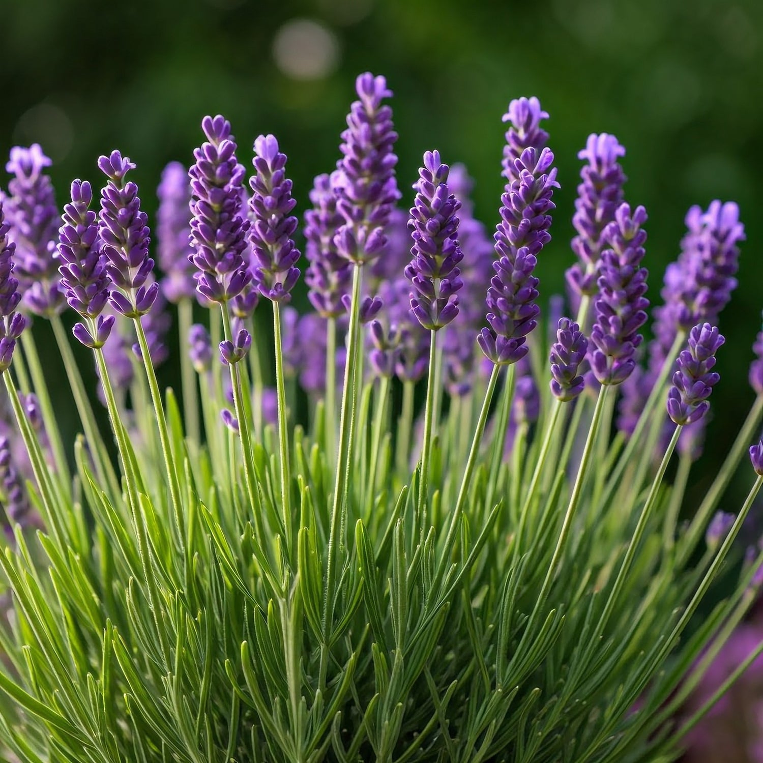 Lavender Dutch Vera 1ltr Pot