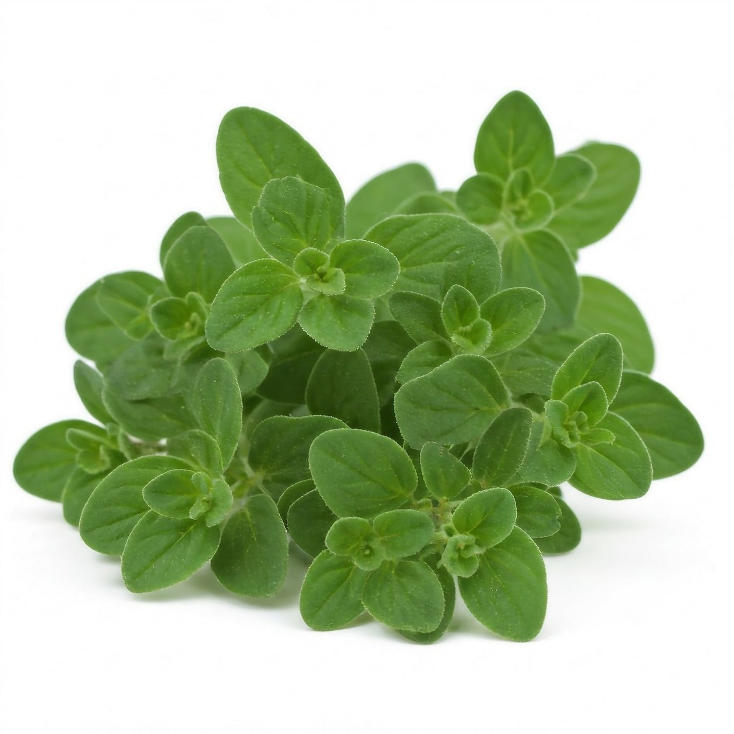 Marjoram French 1ltr Pot