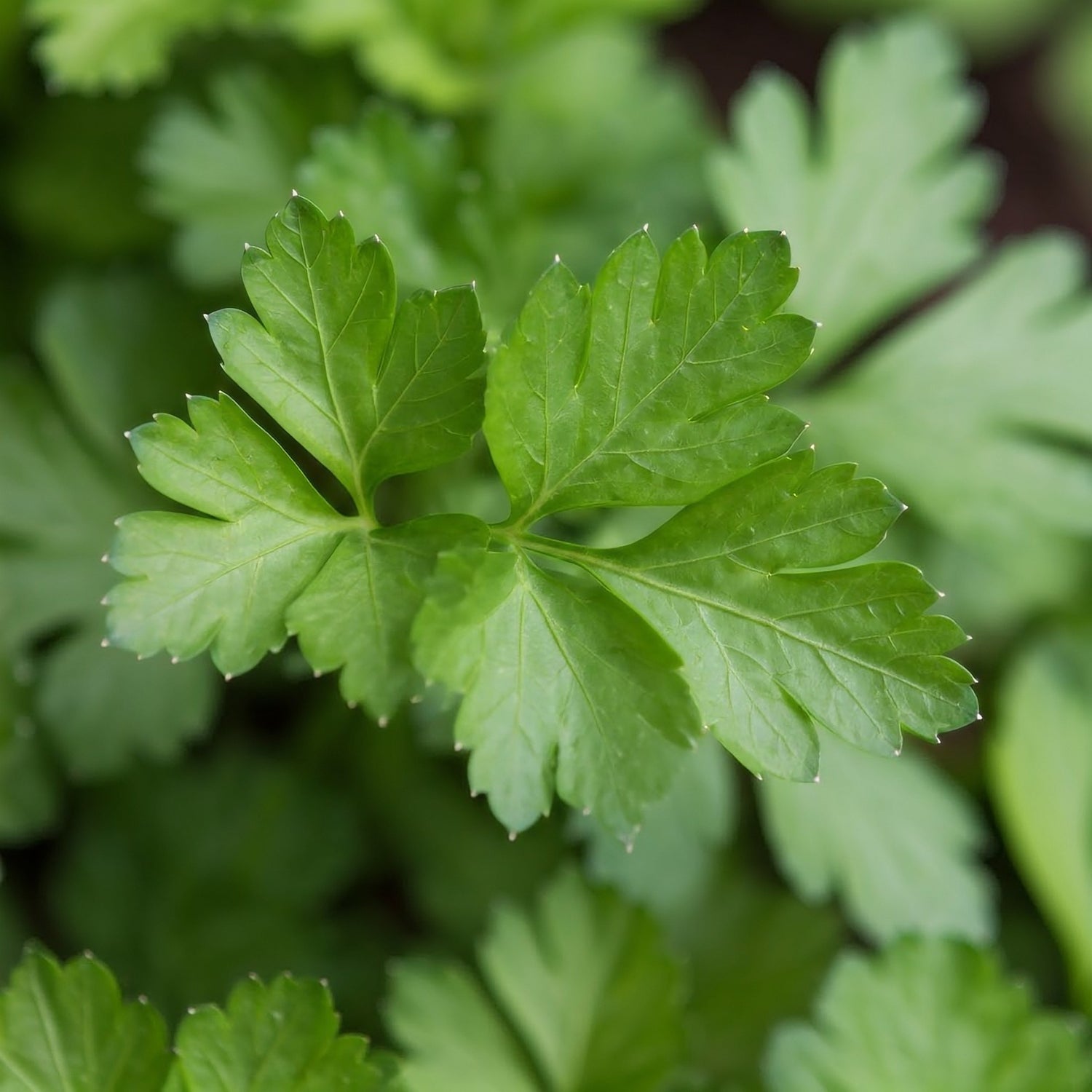 Parsley Flat Leaf 1ltr Pot