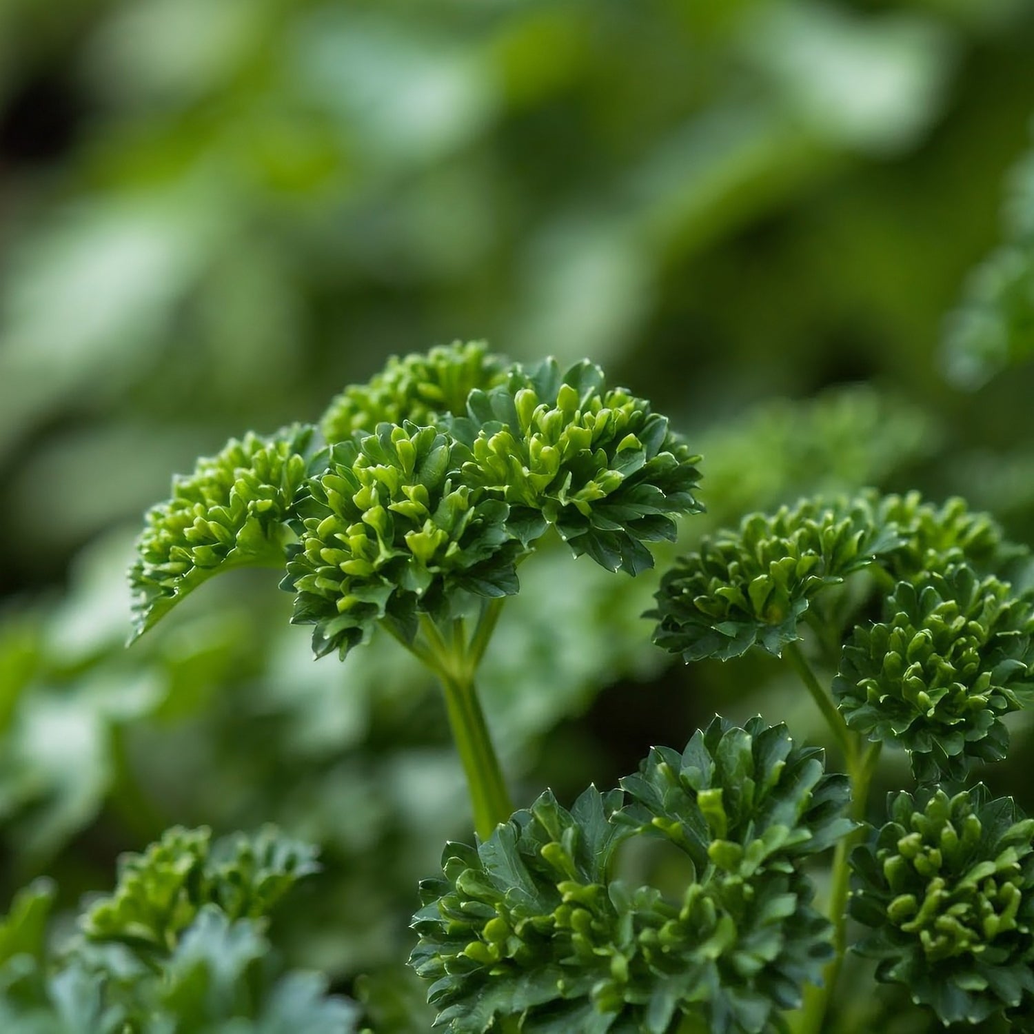 Parsley Moss Curled 1ltr Pot