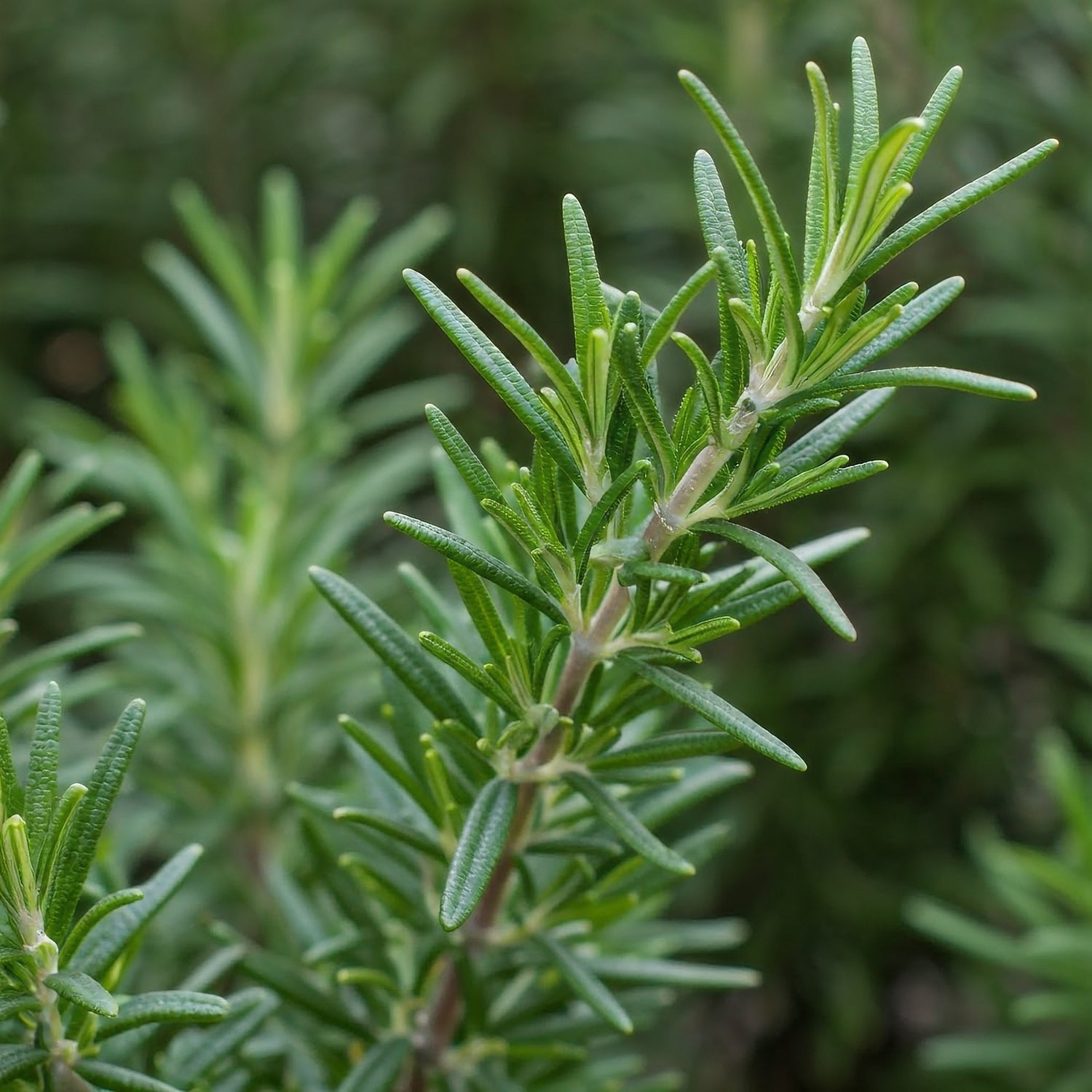 Rosemary Common 1ltr Pot