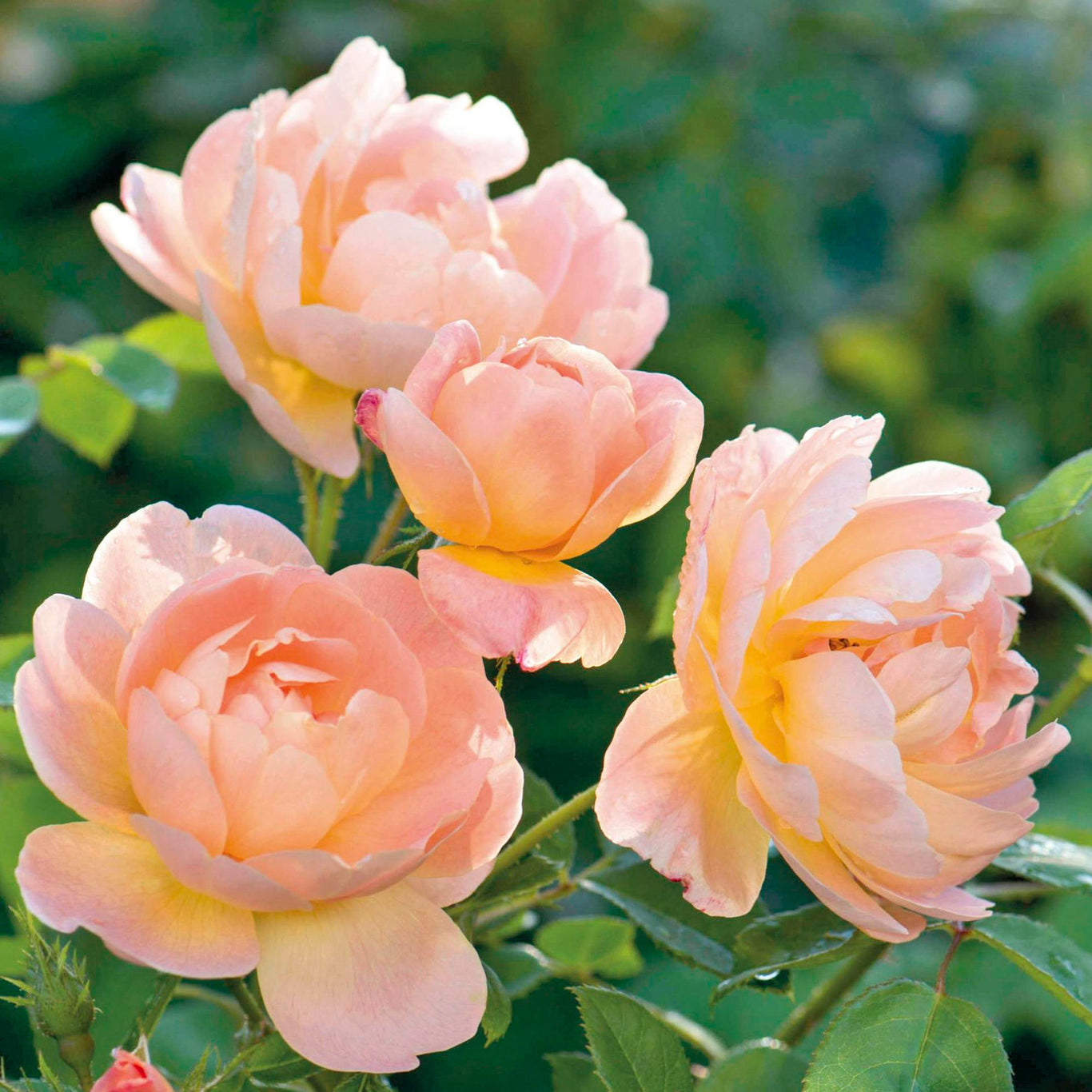The Lark Ascending 6L English Shrub Rose