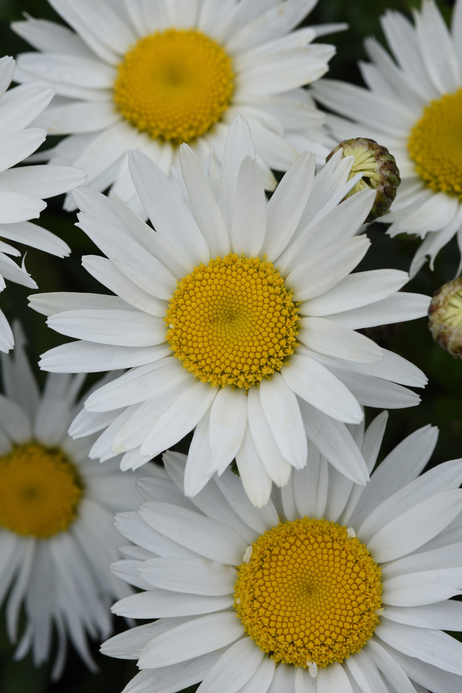 Leucanthemum Madonna