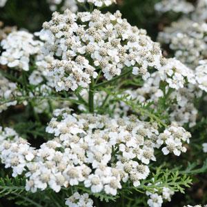 Achillea New Vintage White