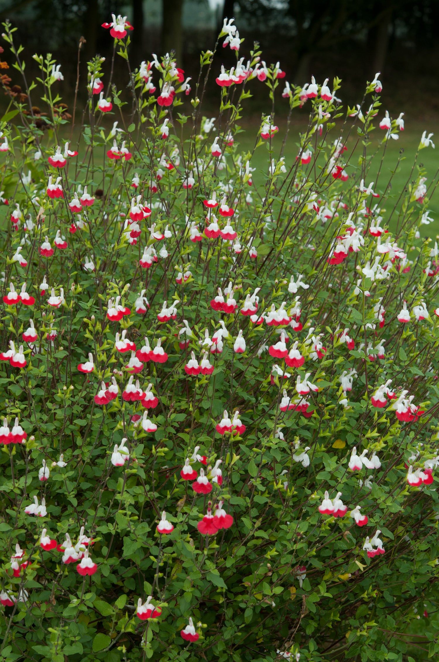 Salvia Hot Lips