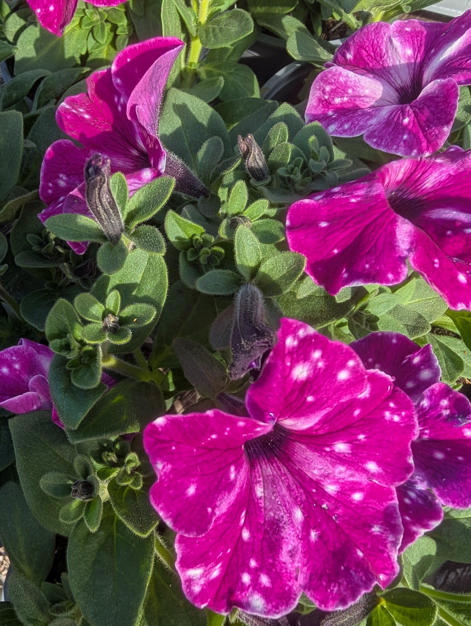 Petunia Circus Sky 10cm