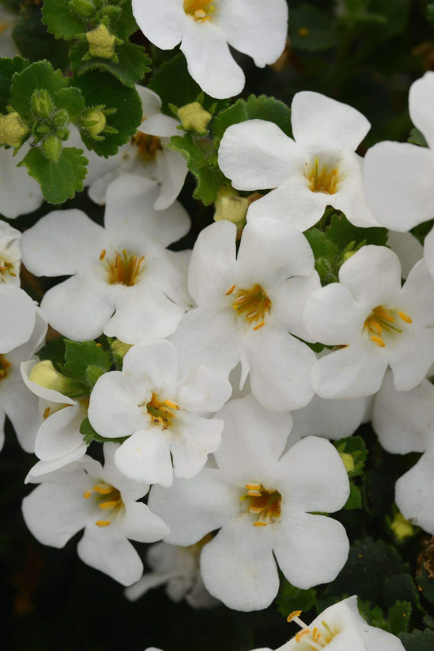 Bacopa Megacopa White