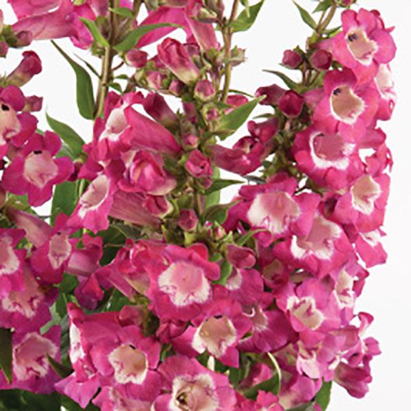 Penstemon Purple Polaris