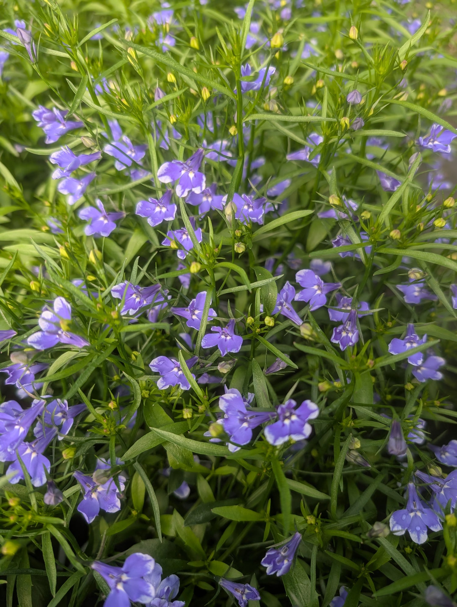Lobelia Blue Sparkle Infinity