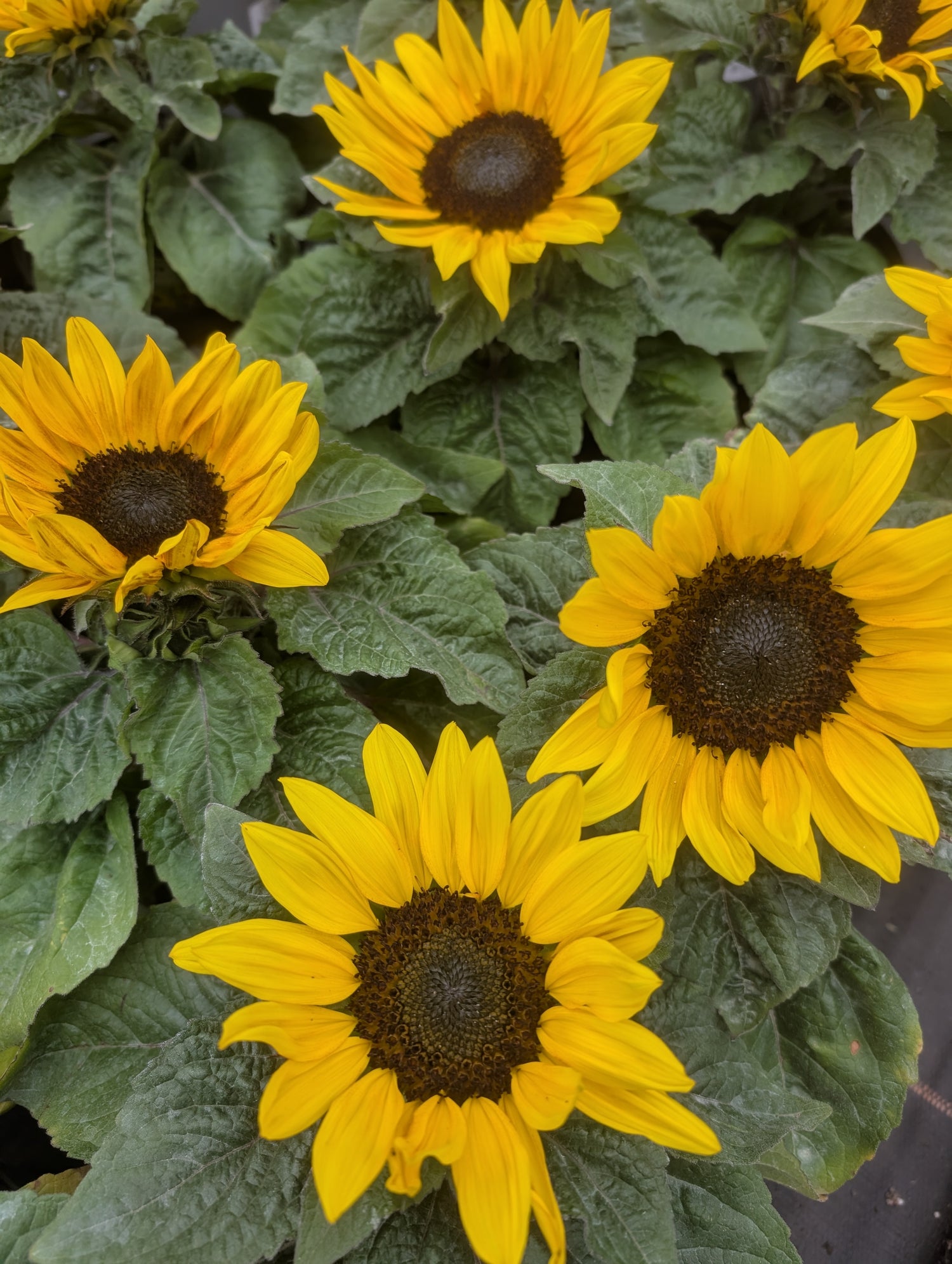 Sunflower Sunray