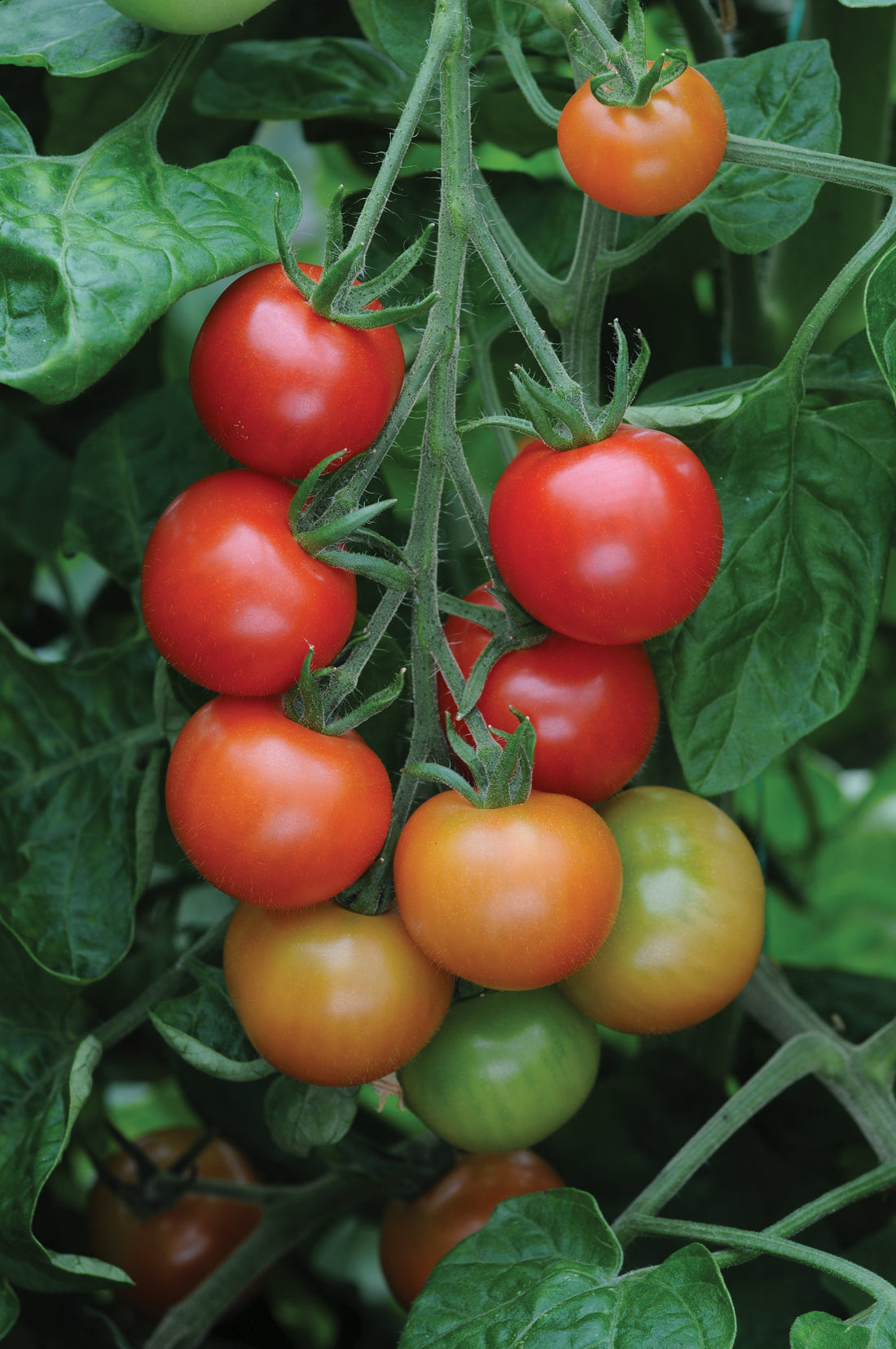 Tomato Gardeners Delight
