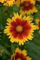 Coreopsis Gold Bronze Uptick