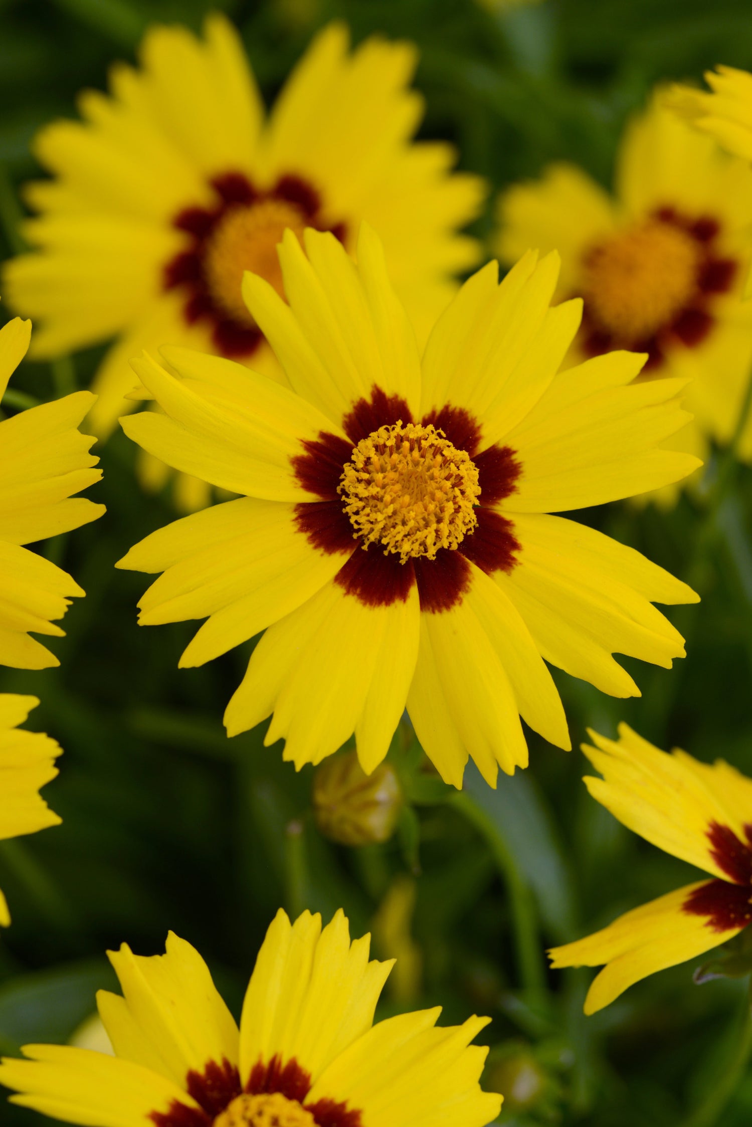 Coreopsis Sunkiss