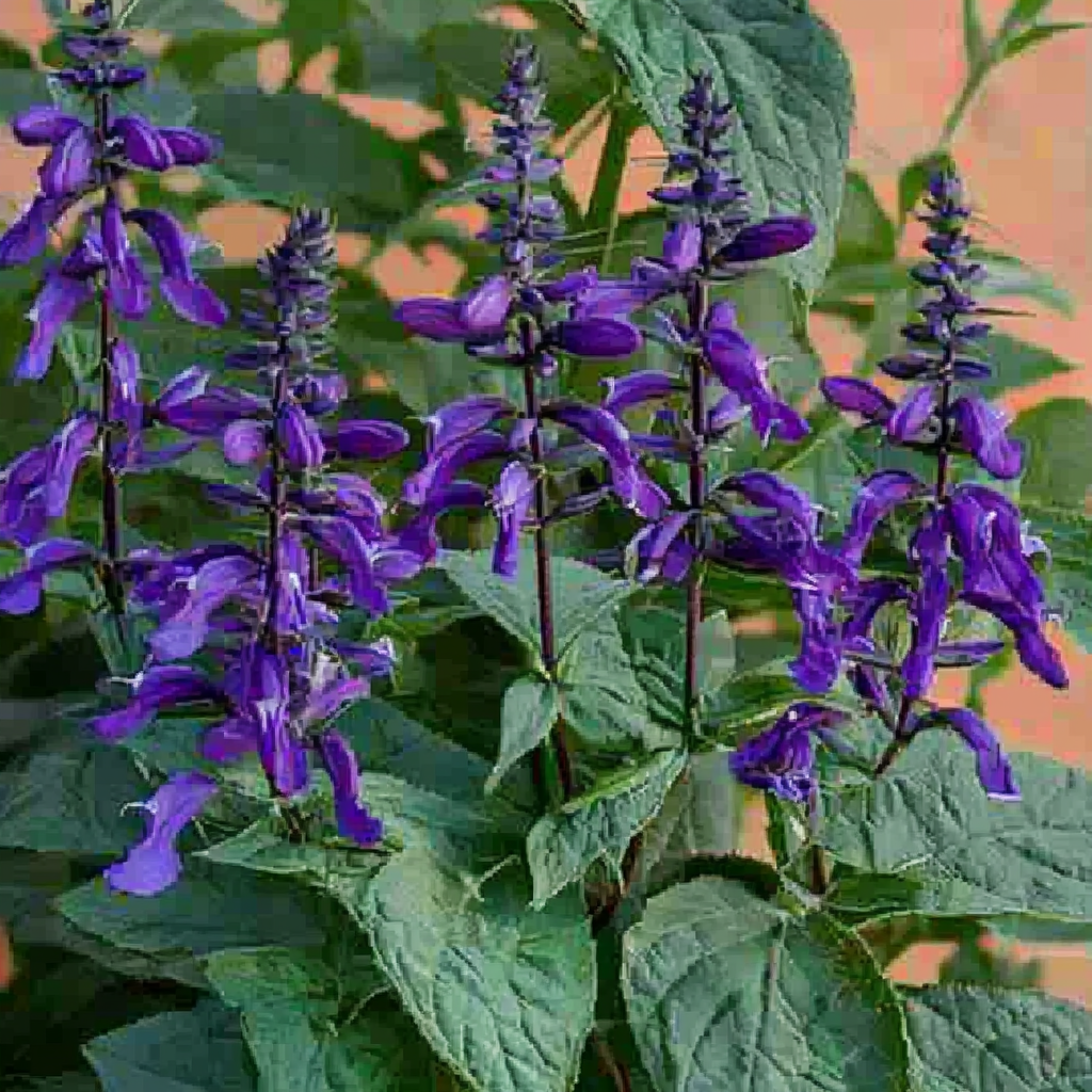 Salvia Black & Bloom