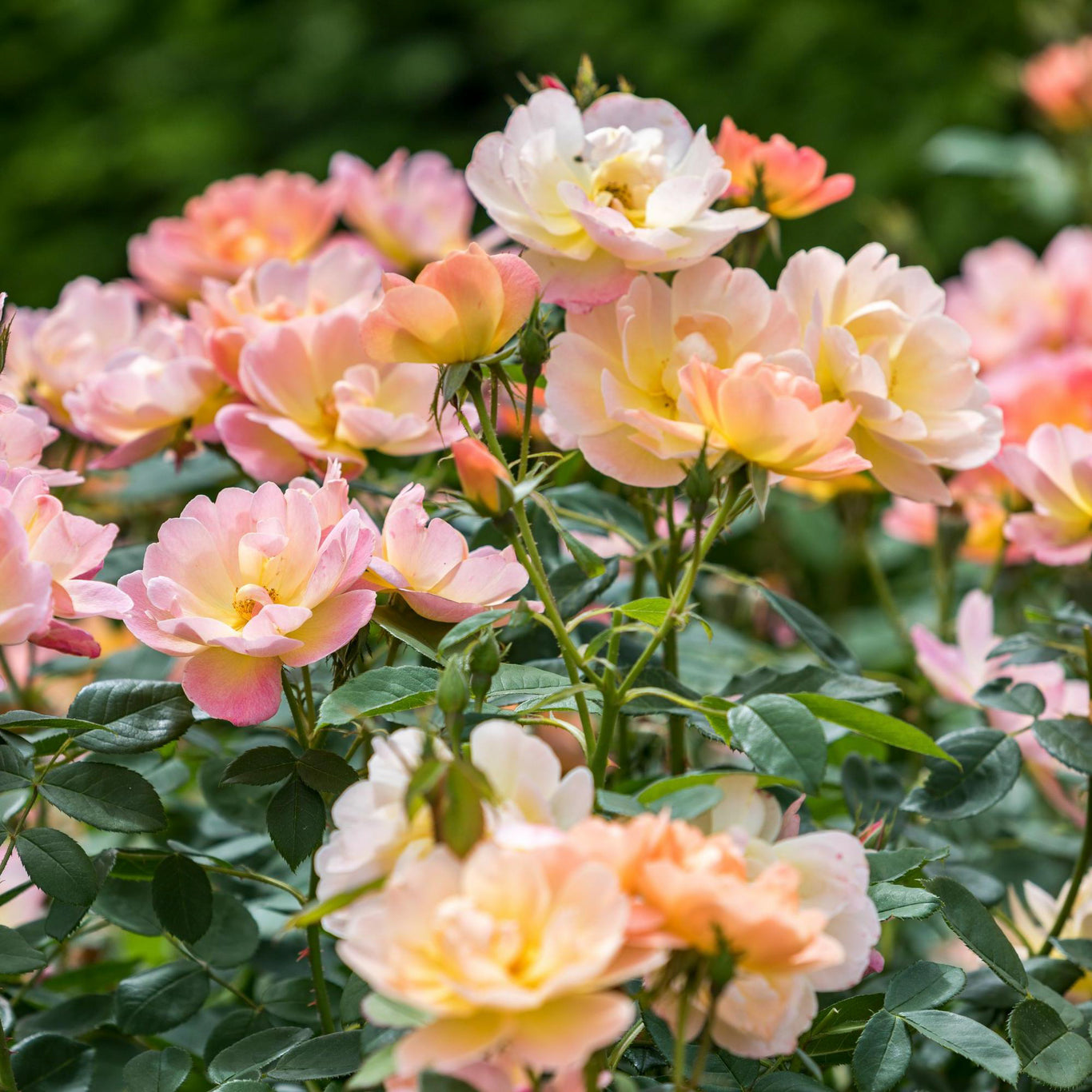 The Lark Ascending 6L English Shrub Rose
