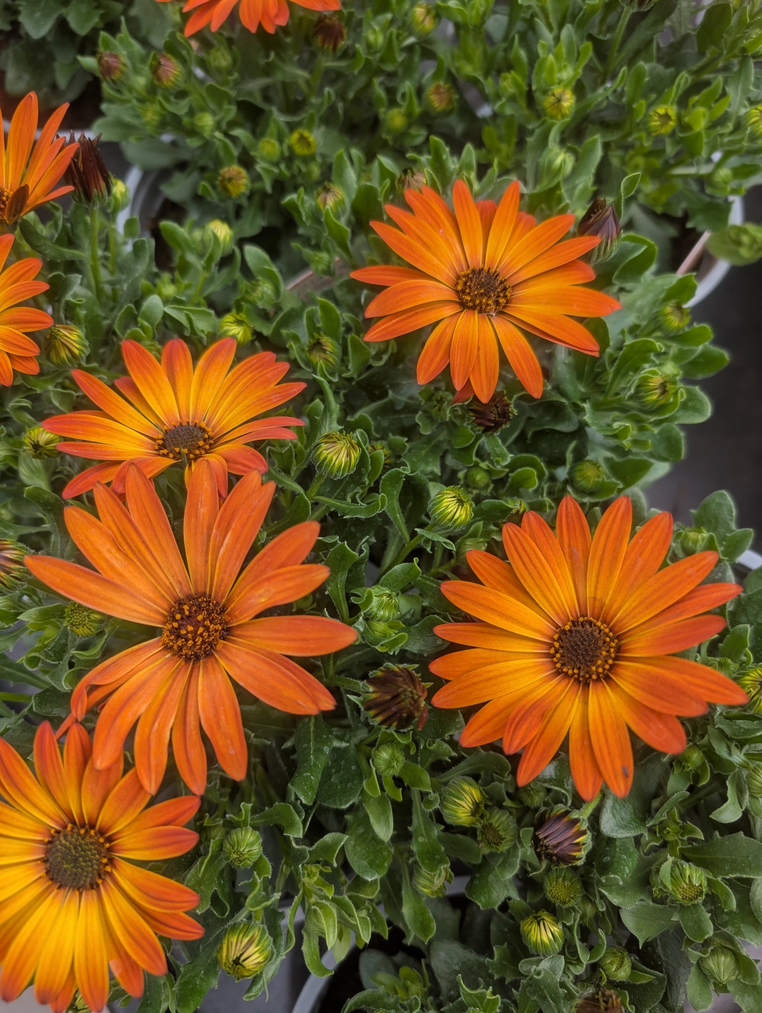 Osteospermum Orange Dalina