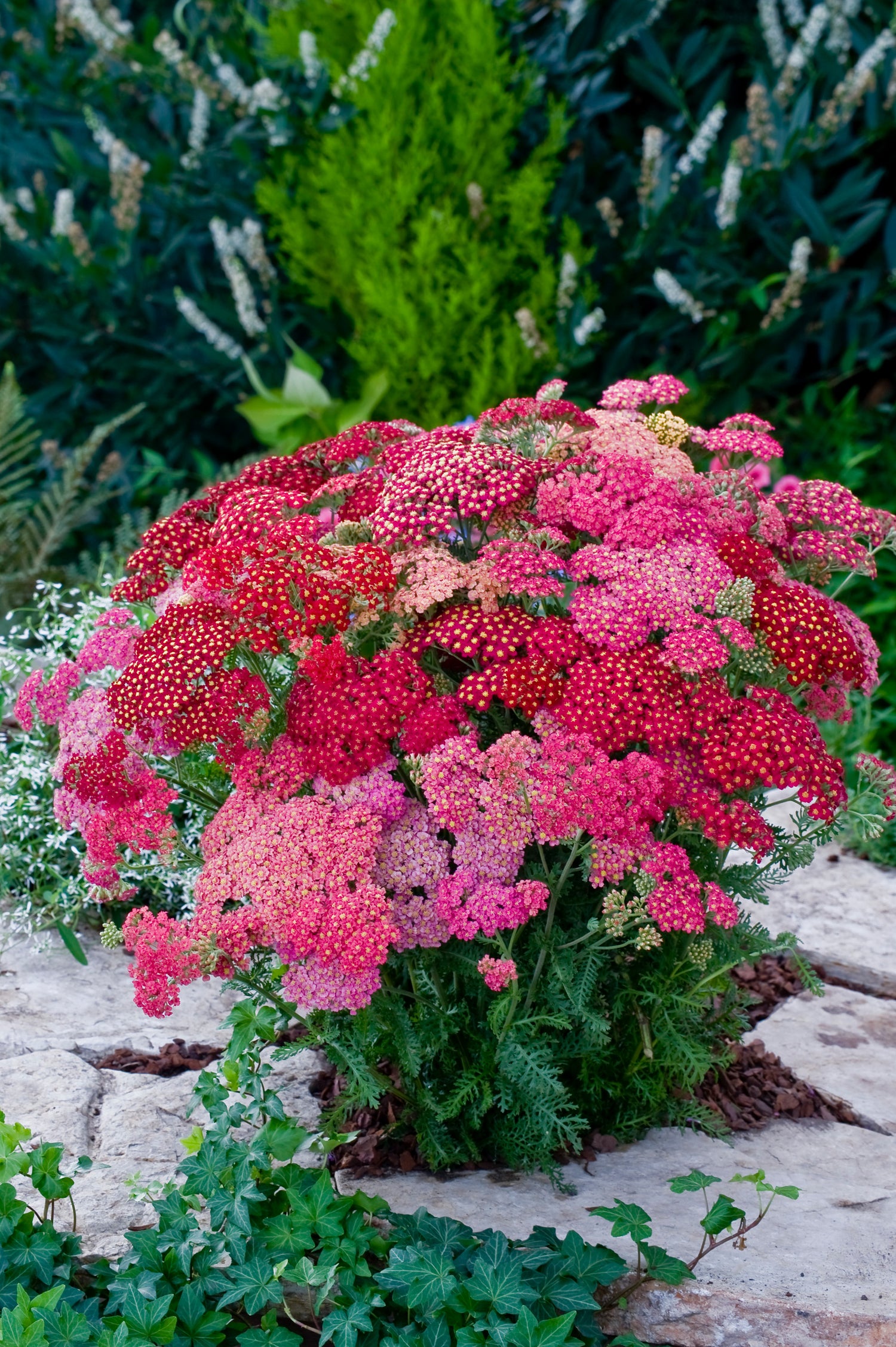 Achillea Summer Berries