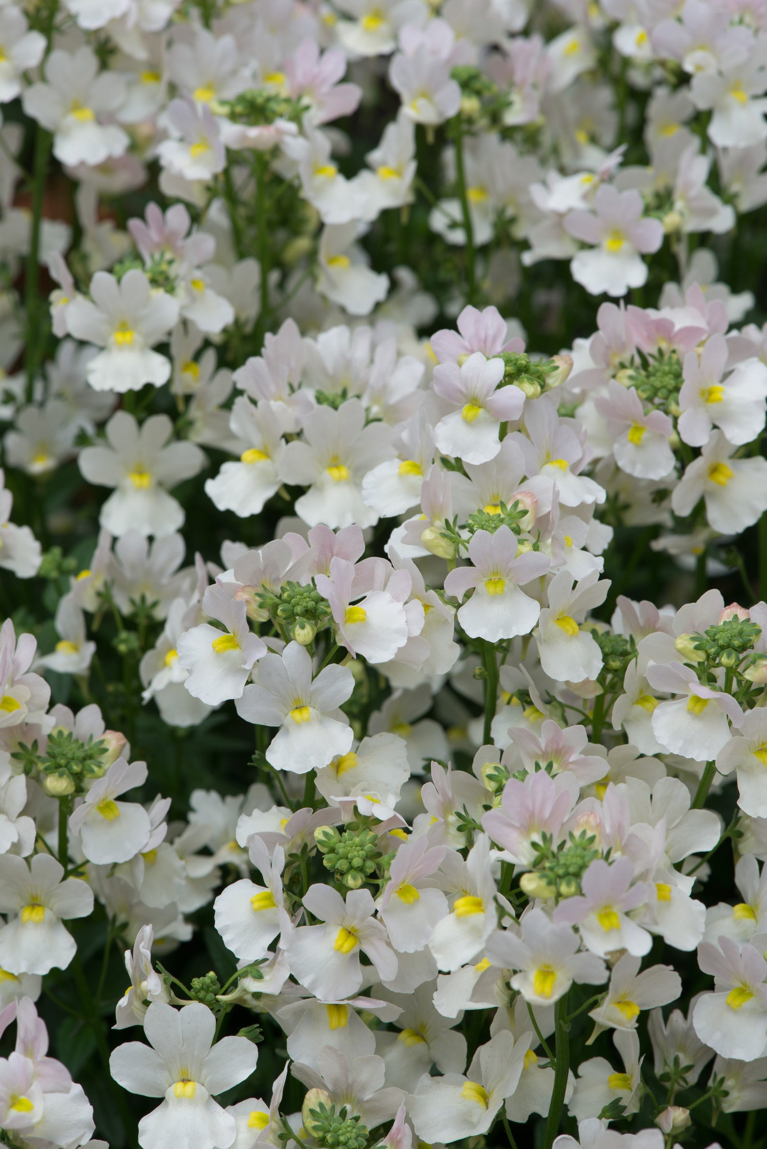 Nemesia Wisley Vanilla