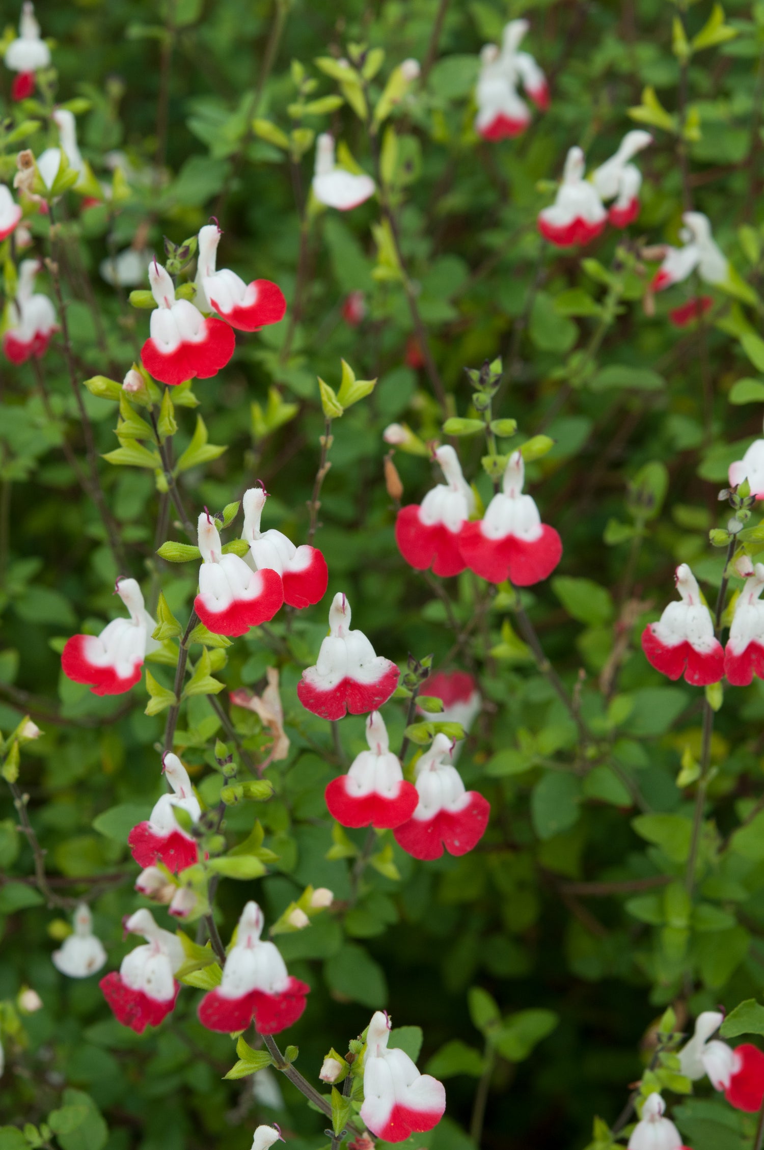 Salvia Hot Lips