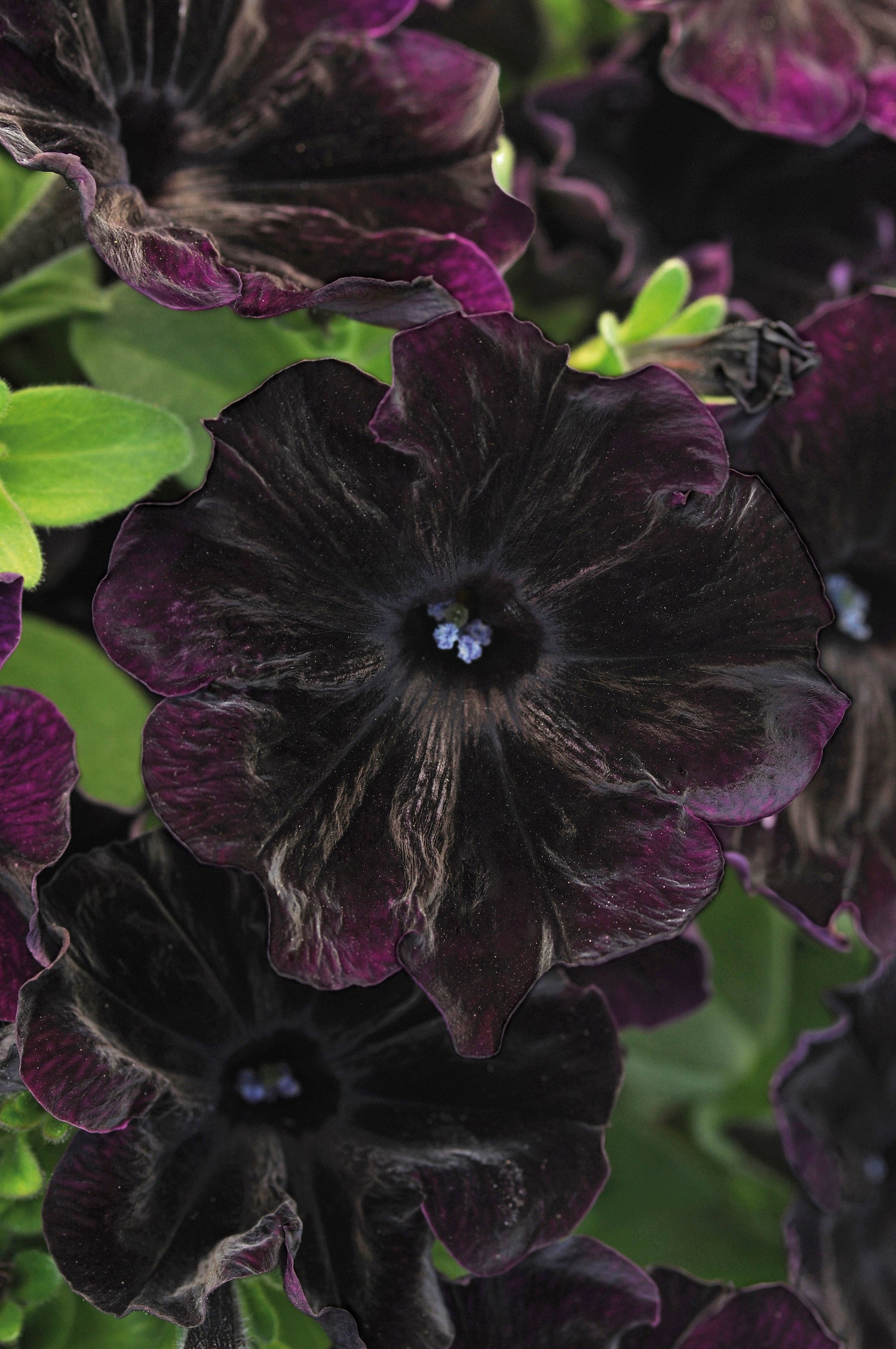 Petunia Black Velvet 1 litre