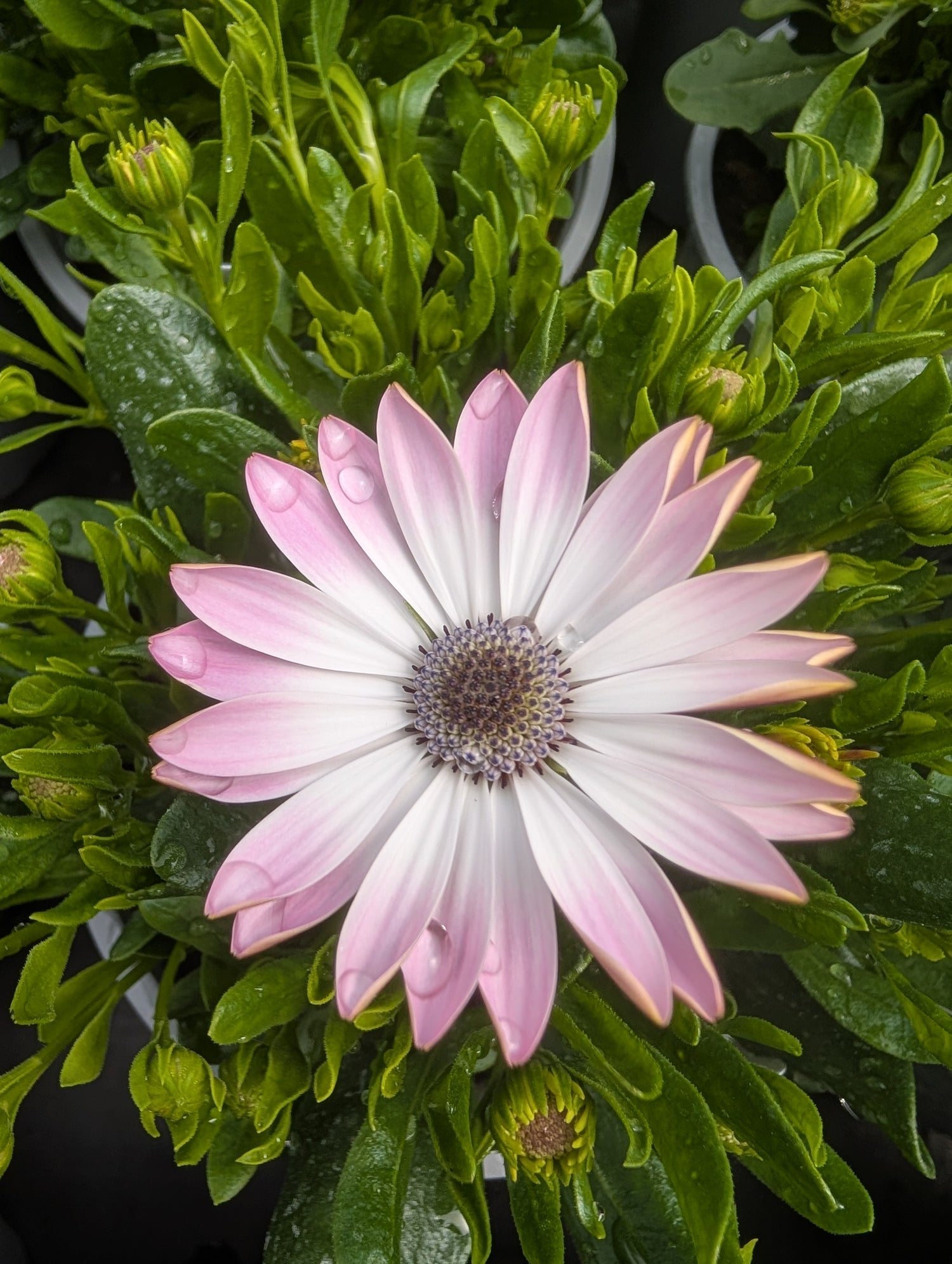 Osteo Pink BiColour Dalina