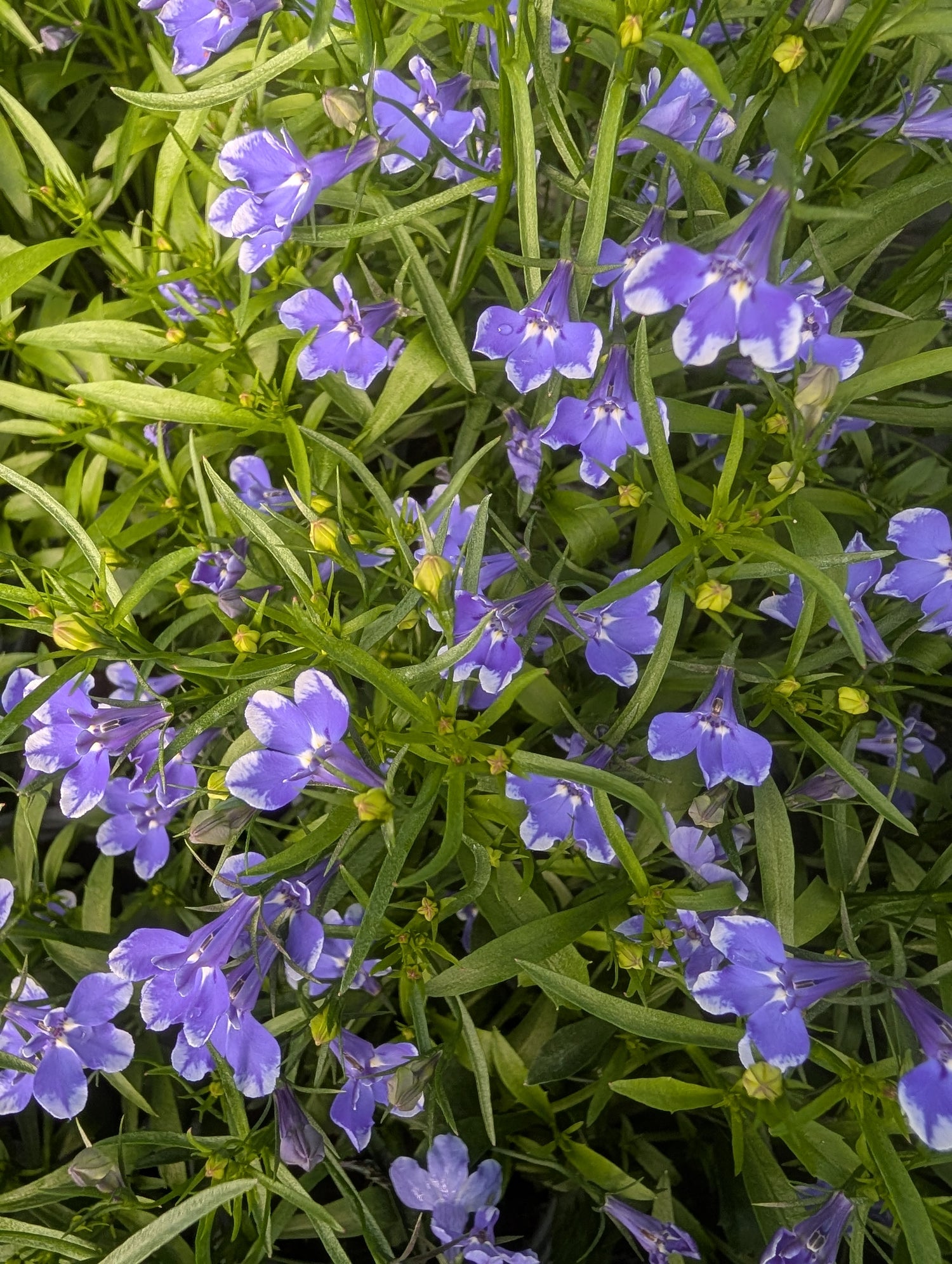 Lobelia Blue Sparkle Infinity
