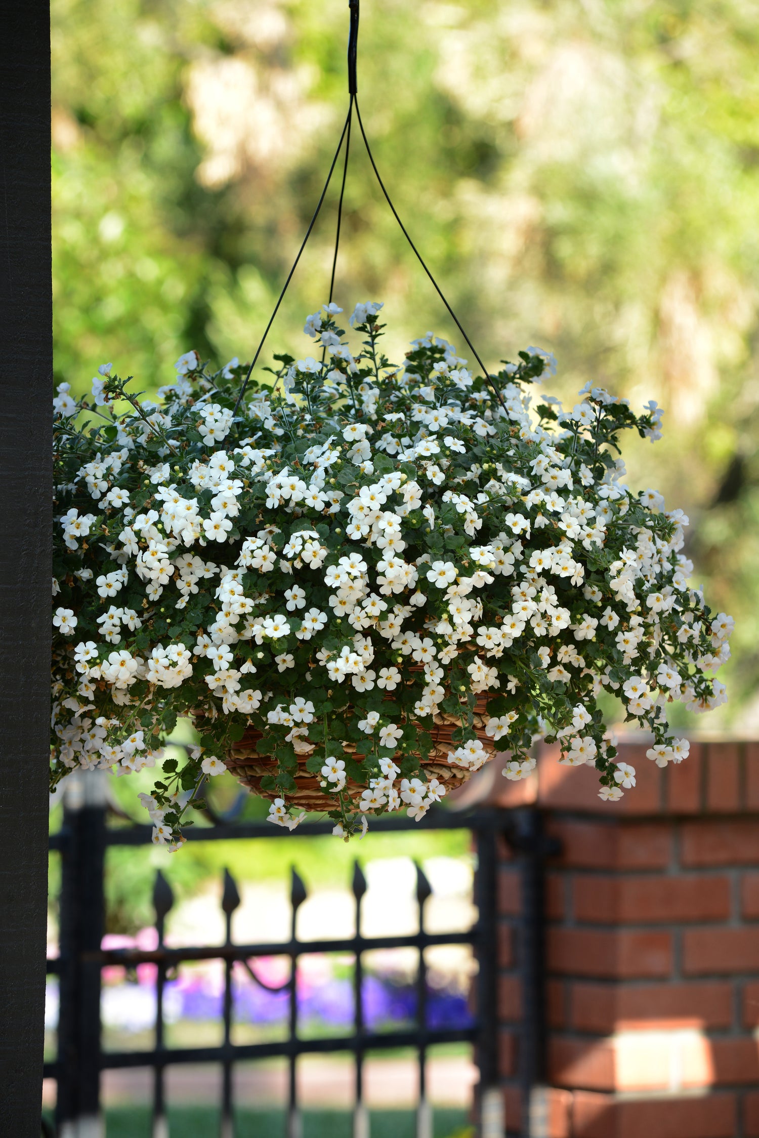 Bacopa Megacopa White