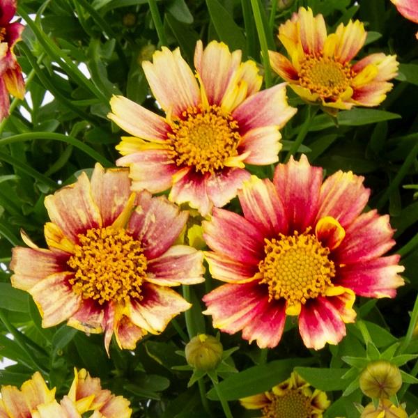 Coreopsis Sunburst Solanna