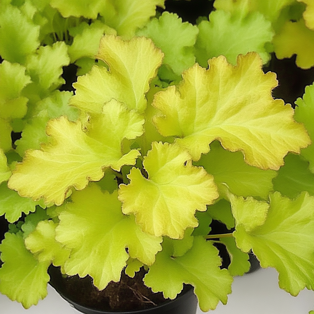 Heuchera Lime Marmalade