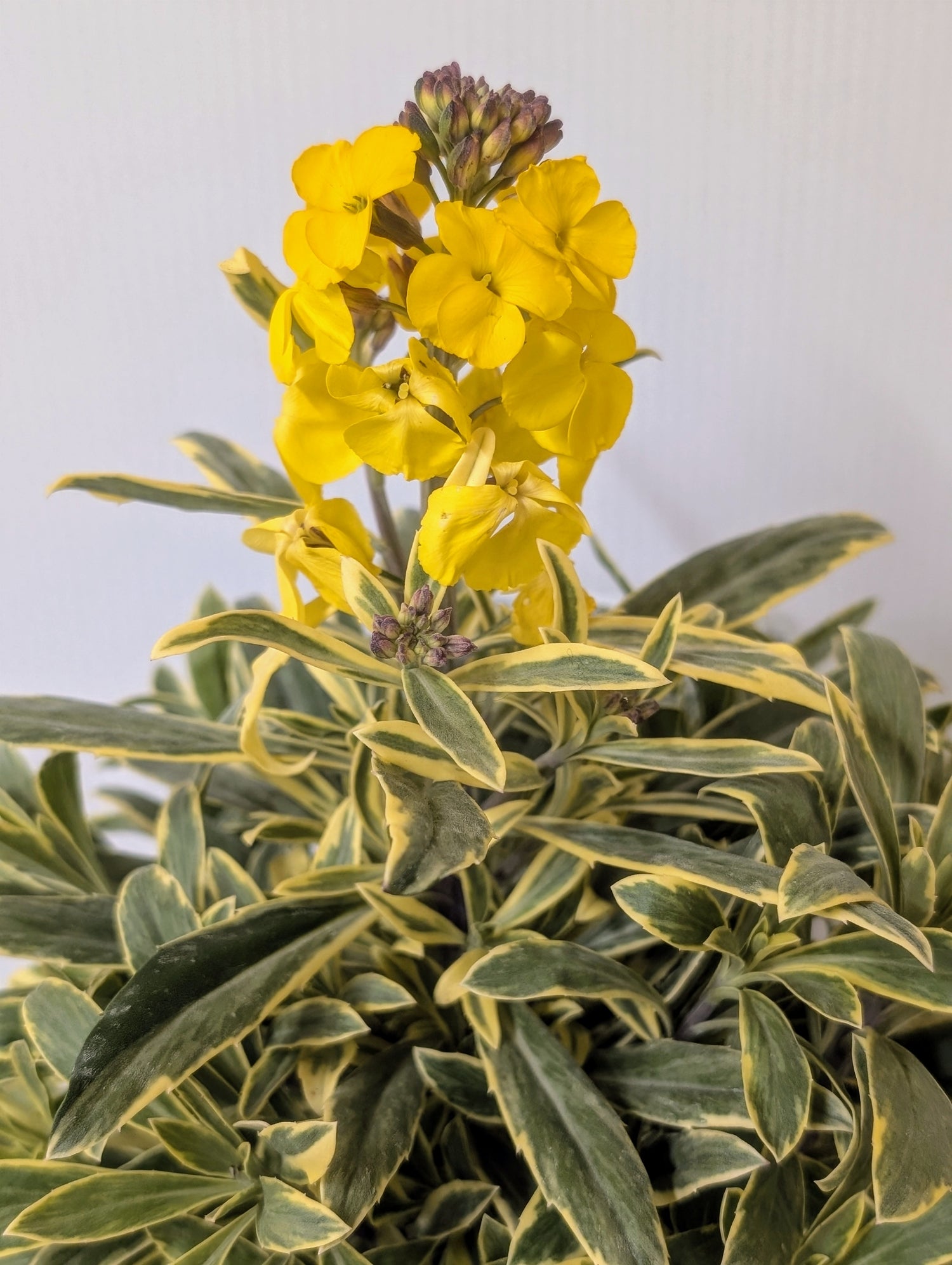 Erysimum Walbertons Fragrant Star 2ltr