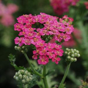 Achillea New Vintage Rose