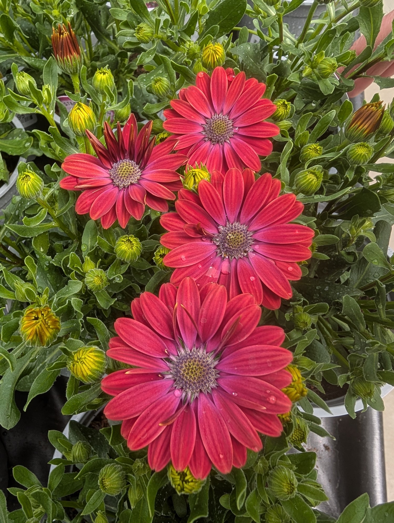 Osteospermum Dalina Purple Outback