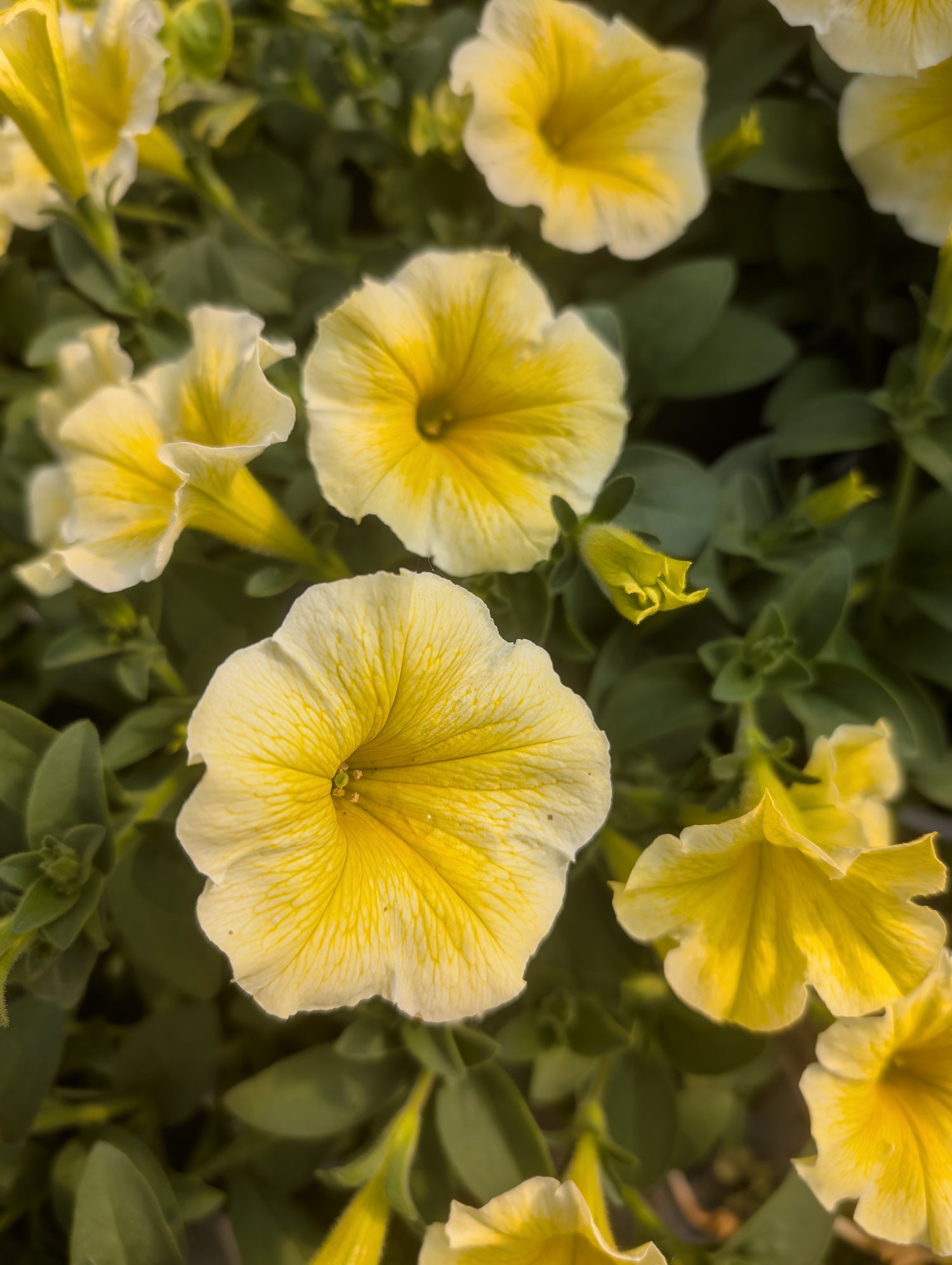 Petunia Bees Knees 1 litre