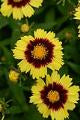 Coreopsis Yellow Red Uptick
