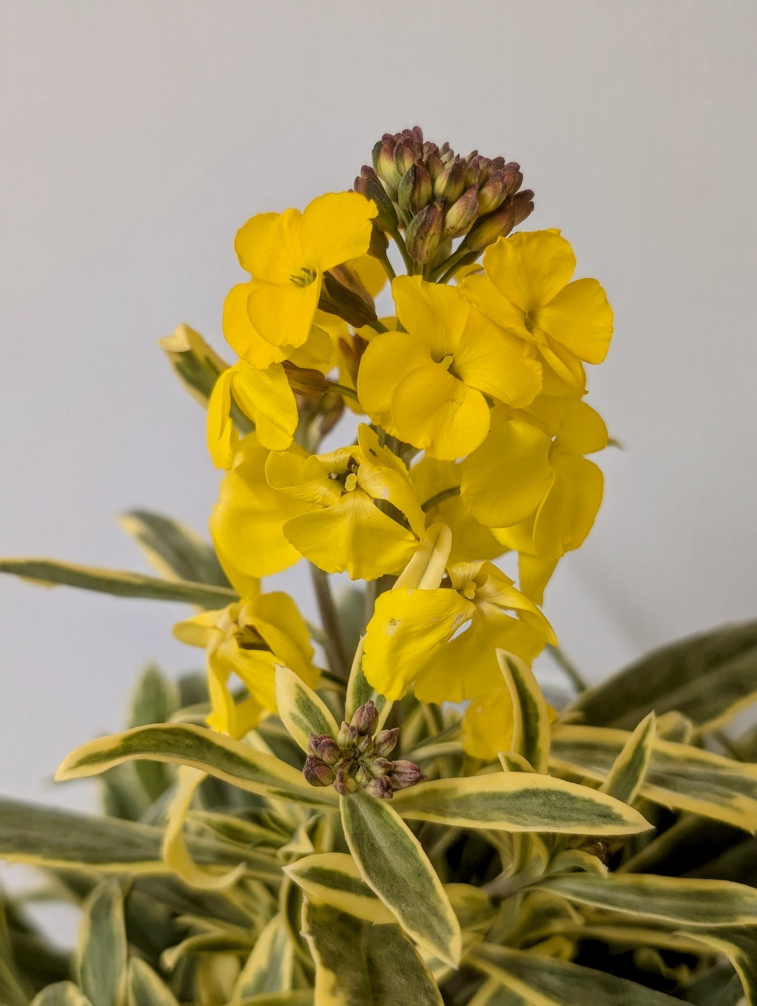 Erysimum Walbertons Fragrant Star 2ltr