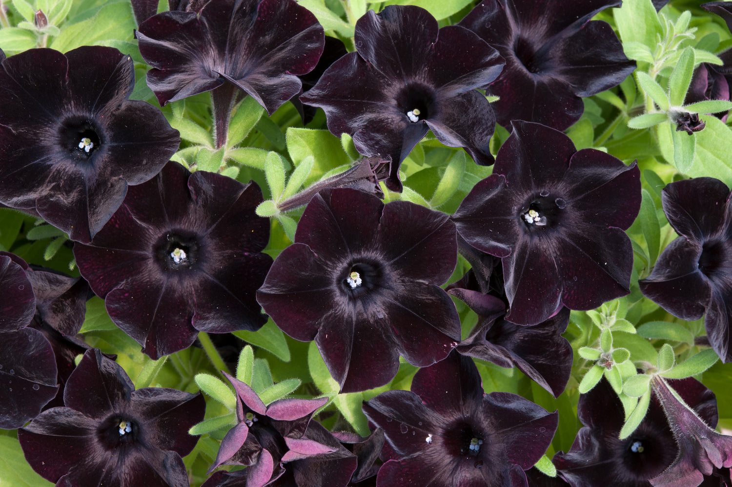 Petunia Black Velvet 1 litre