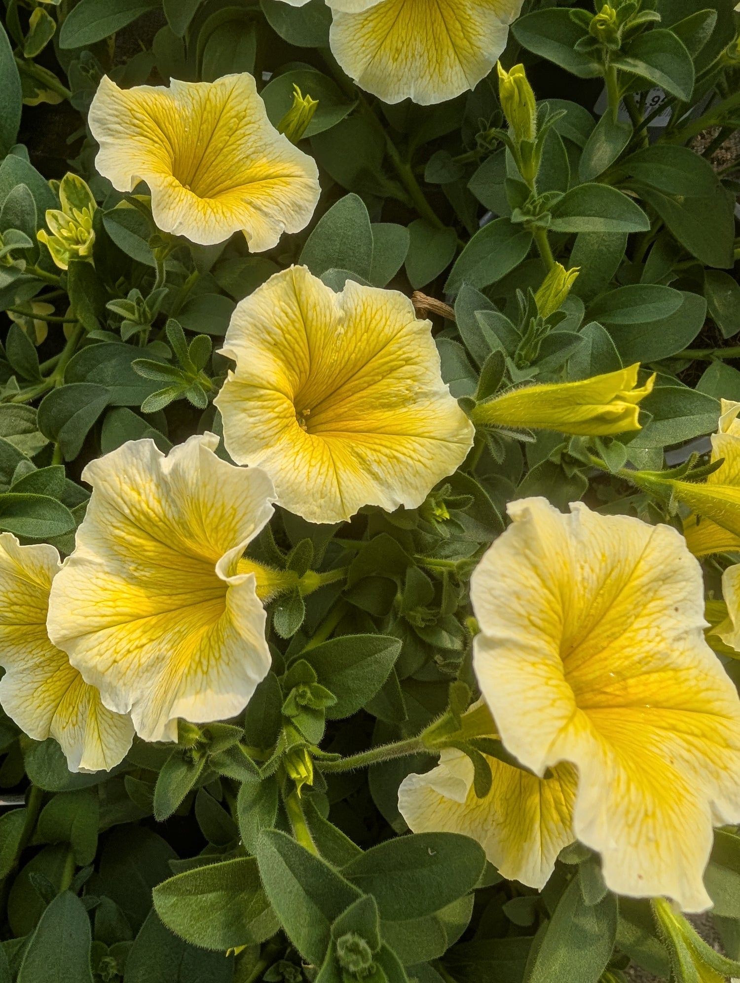 Petunia Bees Knees 1 litre