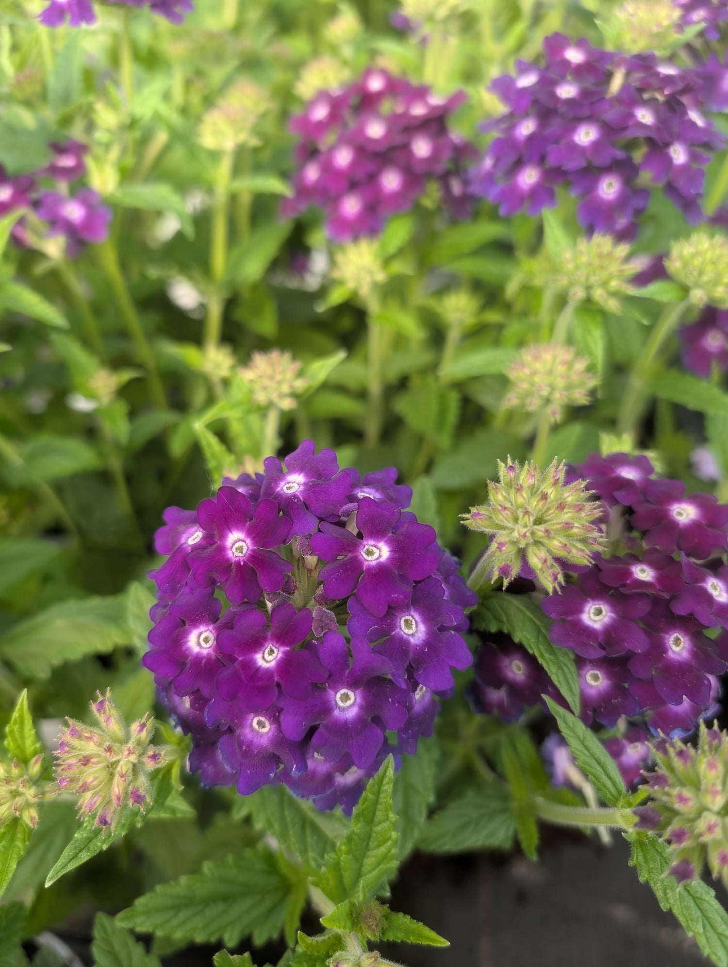 Verbena Showboat Dark Violet