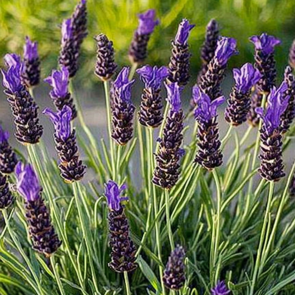 Lavender Stoechas 18cm