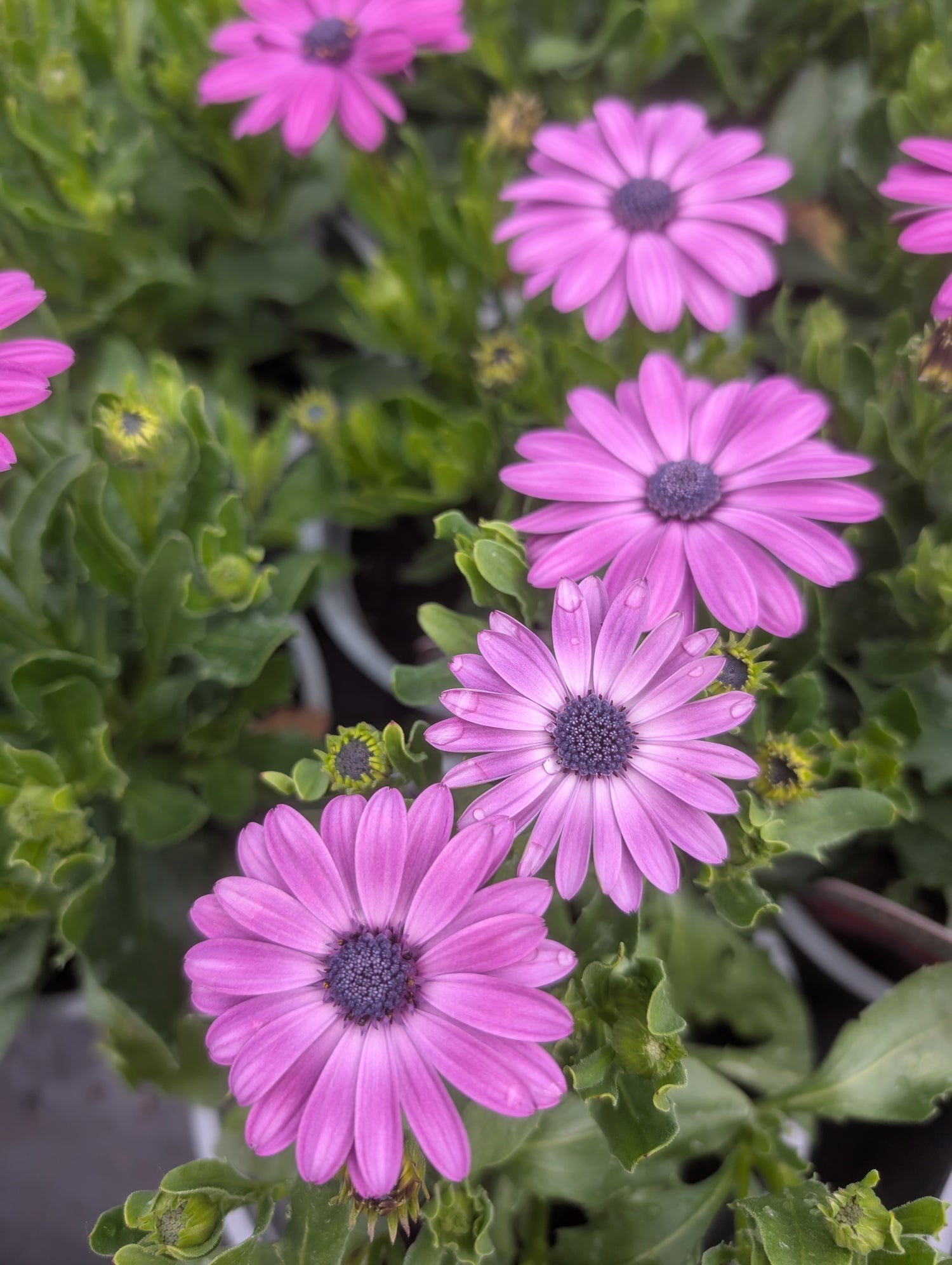 Osteospermum Purple Dalina