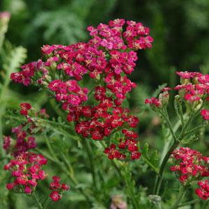 Achillea Red New Vintage
