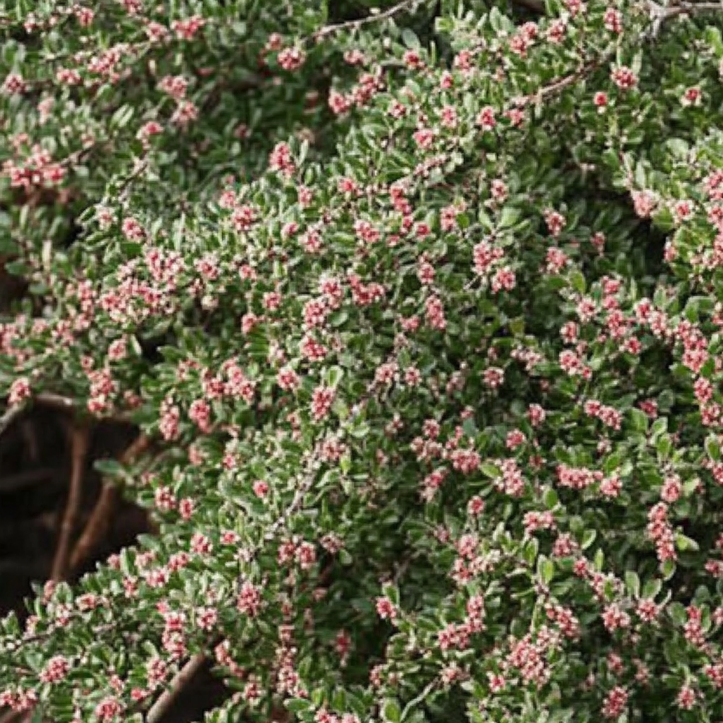 Cotoneaster Horizontalis 3ltr
