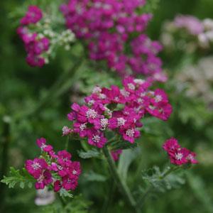 Achillea Violet New Vintage