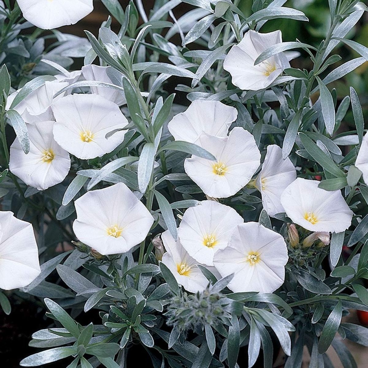 Convolvulus