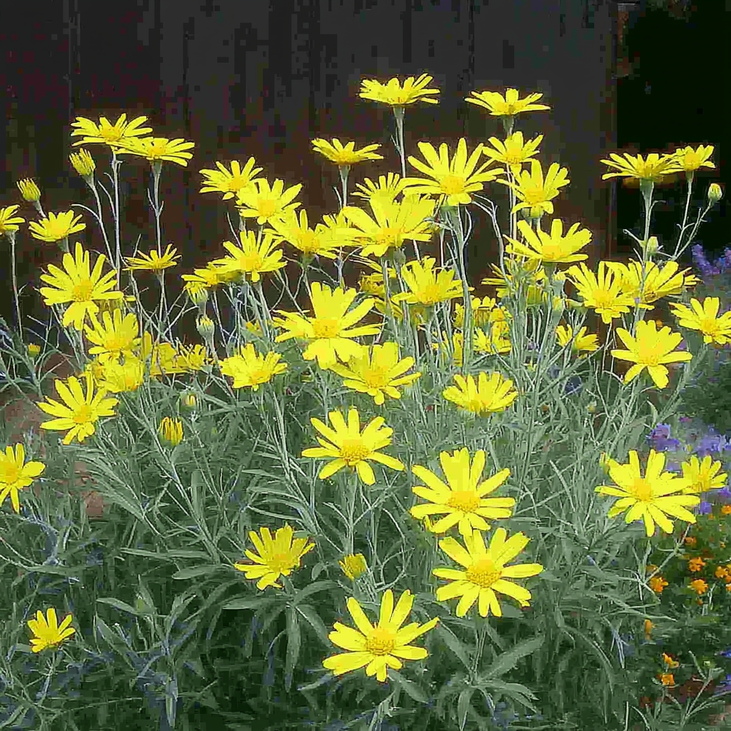 Euryops Pectinatus