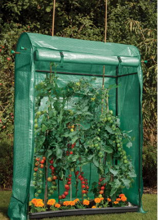 Premium Tomato Growhouse